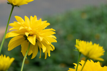 yellow dandelions in the garden