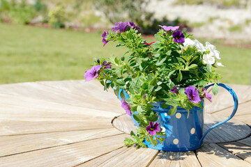 Calibrachoa, petunia in the pot  flowering in the garden on wooden table in summer