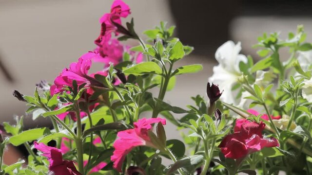 Petunia in the pot. Beautiful petunia in a pot. Petunia in a flower pot
