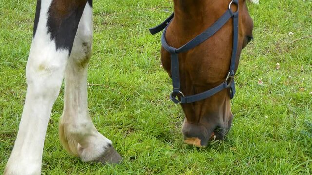 Hungry horse eating grass in a field