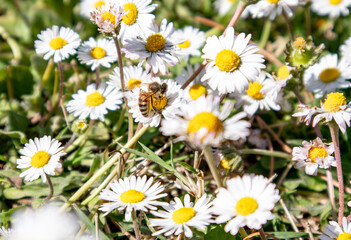 daisies in a field