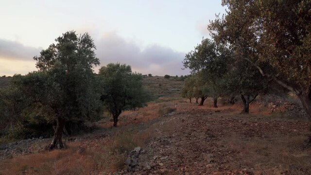 Summer evening landscape of olive plantations in Samaria, Israel