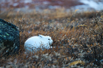 Polar rabbit, Kangerlussuaq, greenland © Hakan