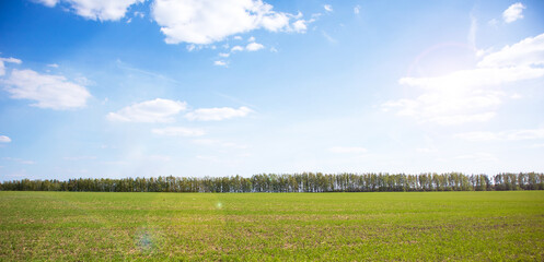 Fototapeta premium landscape with green grass and blue sky