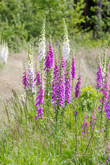 Digitalis