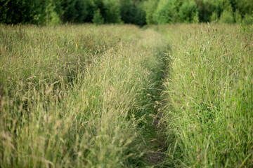 Ground road through a field among thick grass