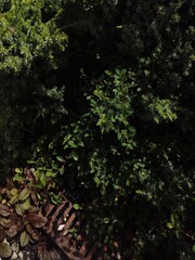 Naturer isolated on white background with clipping path