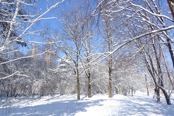 Park on a Sunny frosty day