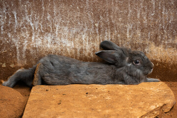 gray Rabbit or Bunny or Hare resting on ground