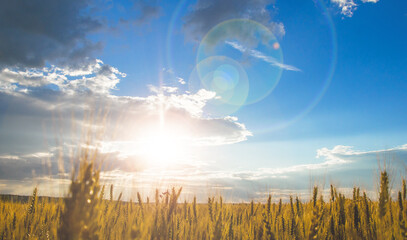 sunset over the field