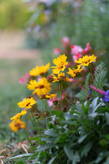 yellow flowers in a field