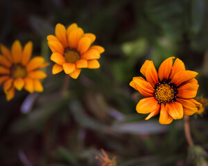 orange and yellow flower