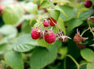 Red ripe raspberries in the village at the cottage