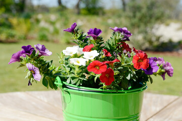 Calibrachoa, petunia in the pot  flowering in the garden on wooden table in summer