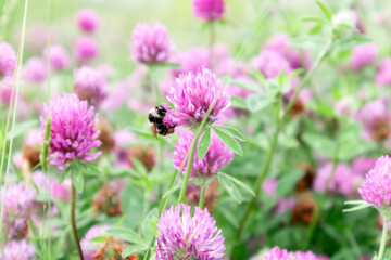 Bumblebee on the pink clover flower. Selective focus.