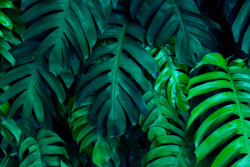Obraz na płótnie Canvas Natural dark green leaves,tropical dark green leaf,