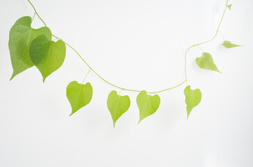 Heart shaped vine white backgroung © waraphong