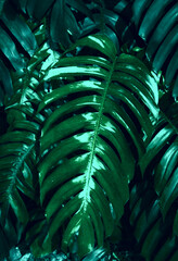 Fototapeta na wymiar Natural dark green leaves,tropical dark green leaf,