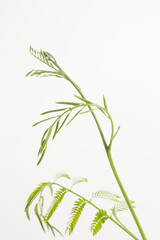 Young acacia leaves white background