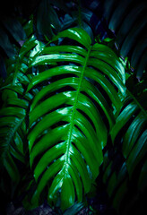 Obraz na płótnie Canvas Natural dark green leaves,tropical dark green leaf,