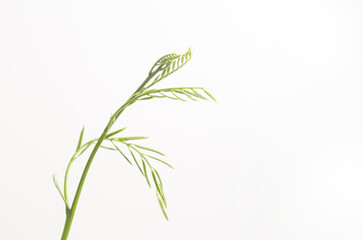 Young acacia leaves white background