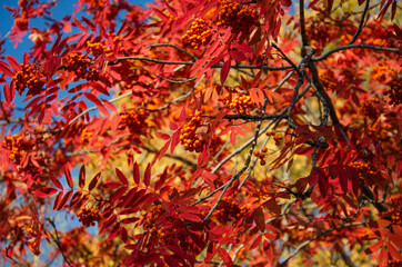 autumn leaves in the forest