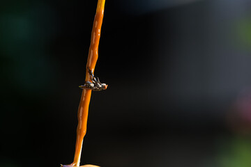 a fly on fly glue trap