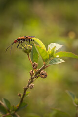 Macro image of a Red Cotton Bug resting on a grass plant in meadow