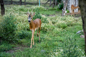 A beautiful curious fawn deer held in captivity approaching