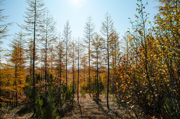 autumn forest in the autumn