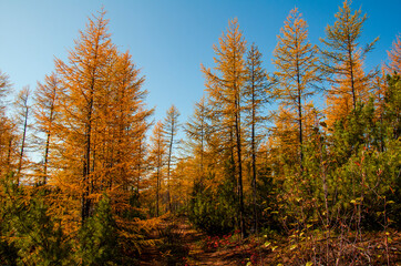 autumn forest in the autumn