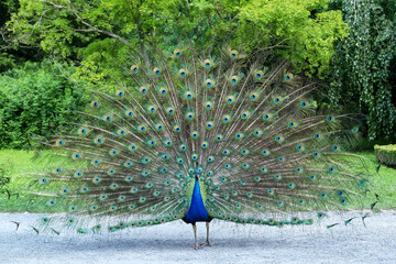 Obraz premium Peacock showing its beautiful feathers with eye-like markings