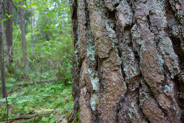 old pine bark close up