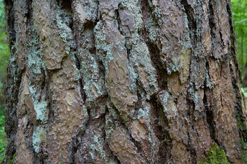 old pine bark close up