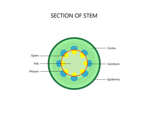 Cross section of a plant stem, dicot.botanical vector illustration for for biological, science, and educational use. © Diana