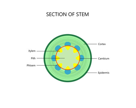 Cross section of a plant stem, dicot.botanical vector illustration for for biological, science, and educational use.