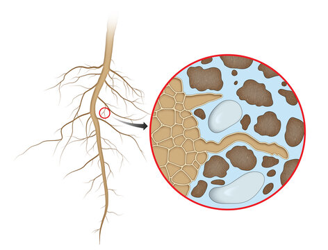 Plant Root Absorption Of Water