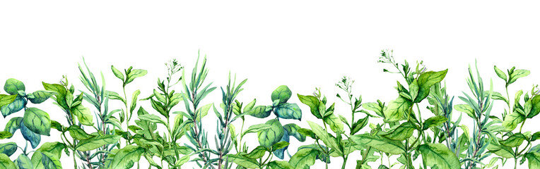 Green grass, wild plants, meadow herbs, summer field. Floral border. Watercolor stripe © zzorik