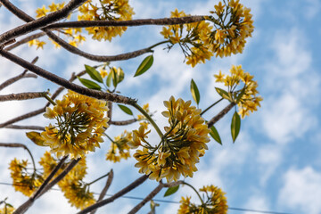 Branches of blooming yellow Plumeria tree on the background of blue sky with white clouds, Bali, Indonesia. With space.
