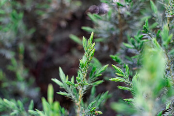 Young leaves of juniper. Coniferous tree with thin, small and soft needles. Light green tips of branches in late spring in may. Natural vegetation background
