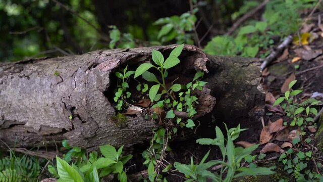 Forest ground with life growing from a fallen tree log - close up