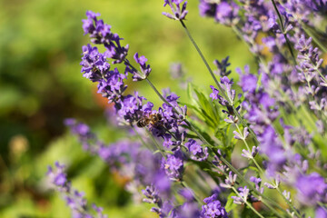 A bee pollinates lavender. Flowering lilac lavender, a fragrant plant. Background