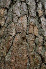 old pine bark close up