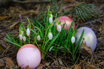 Spring holiday of Easter. Painted eggs in bushes primroses snowdrops.