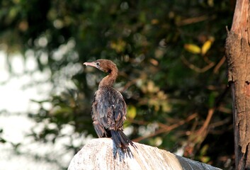 Cormorant