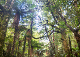Fototapeta premium New Zealand forest