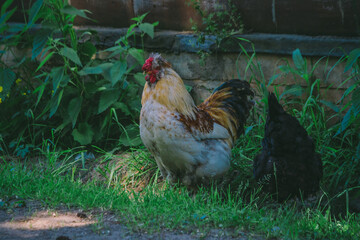 beautiful rooster proudly strides through the territory of the contact zoo on a summer day