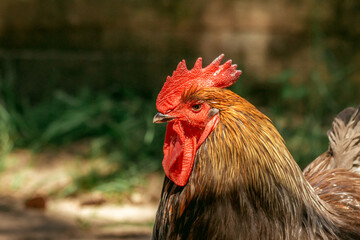 beautiful rooster proudly strides through the territory of the contact zoo on a summer day