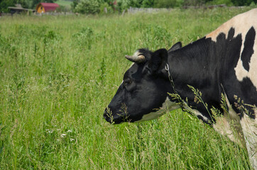 cow in the meadow