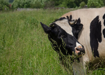 cows in a field